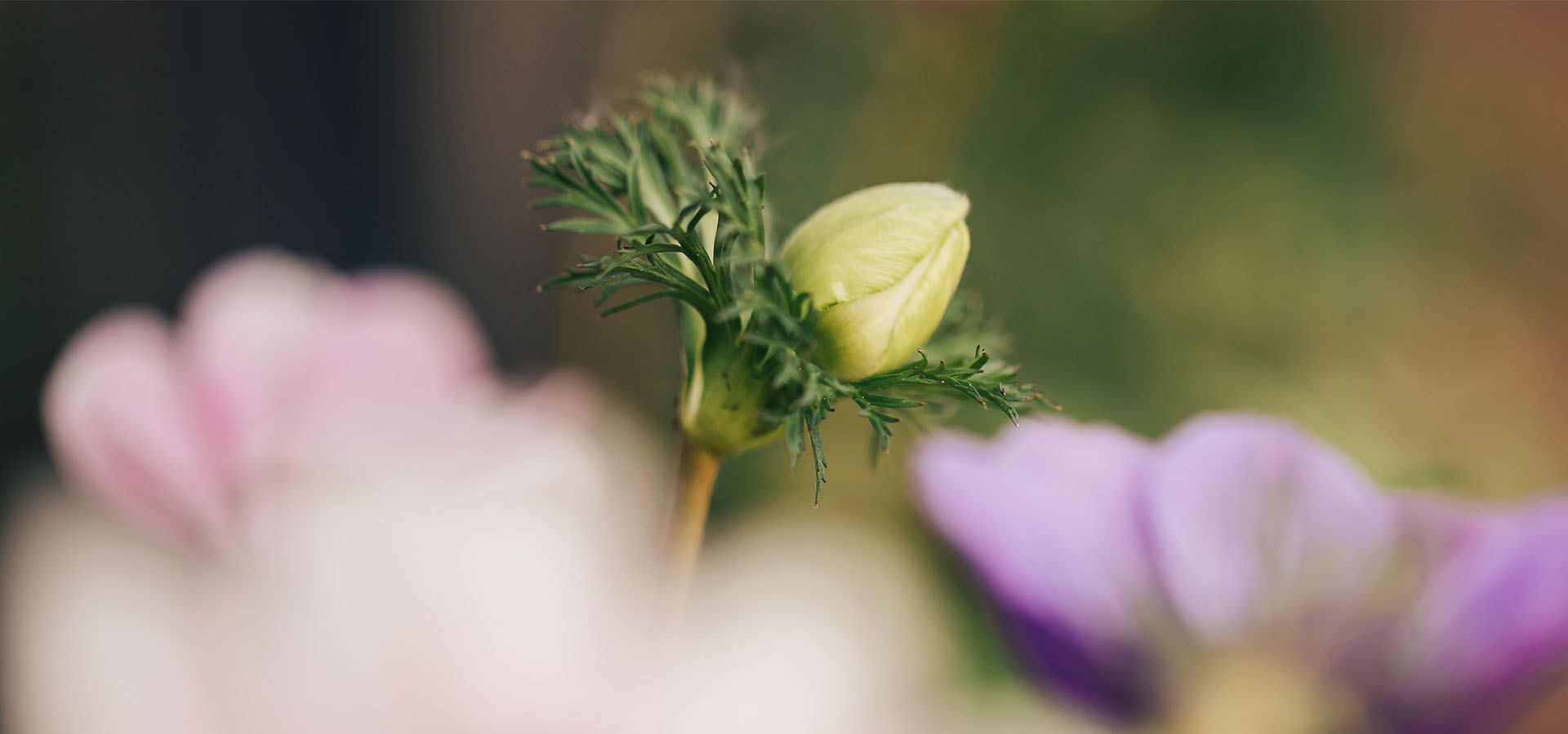 Unopened anemone flower blossom in sharp focus with selectively blurred pink and purple flowers surrounding it.
