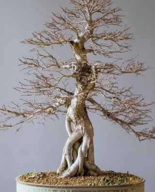 The Morton Arboretum