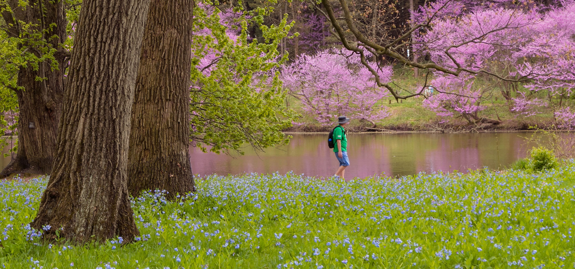 Guest walking at The Morton Arboretum in spring near Lake Marmo