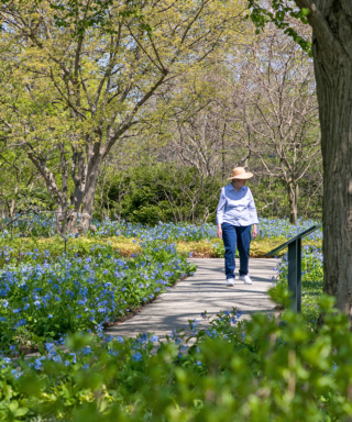 A guest walks among a sea of virginia bluebells in the Ground Cover Garden in spring.