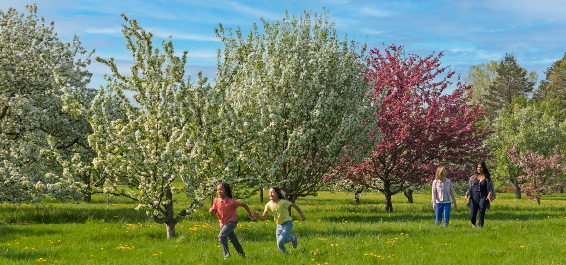 Friends walk as their children run ahead through the blooming crabapple trees.