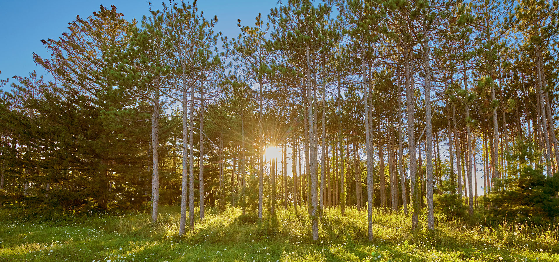 Golden sunshine casting a warm glow over tall trees at sunset near the Birch Trail on the West Side.