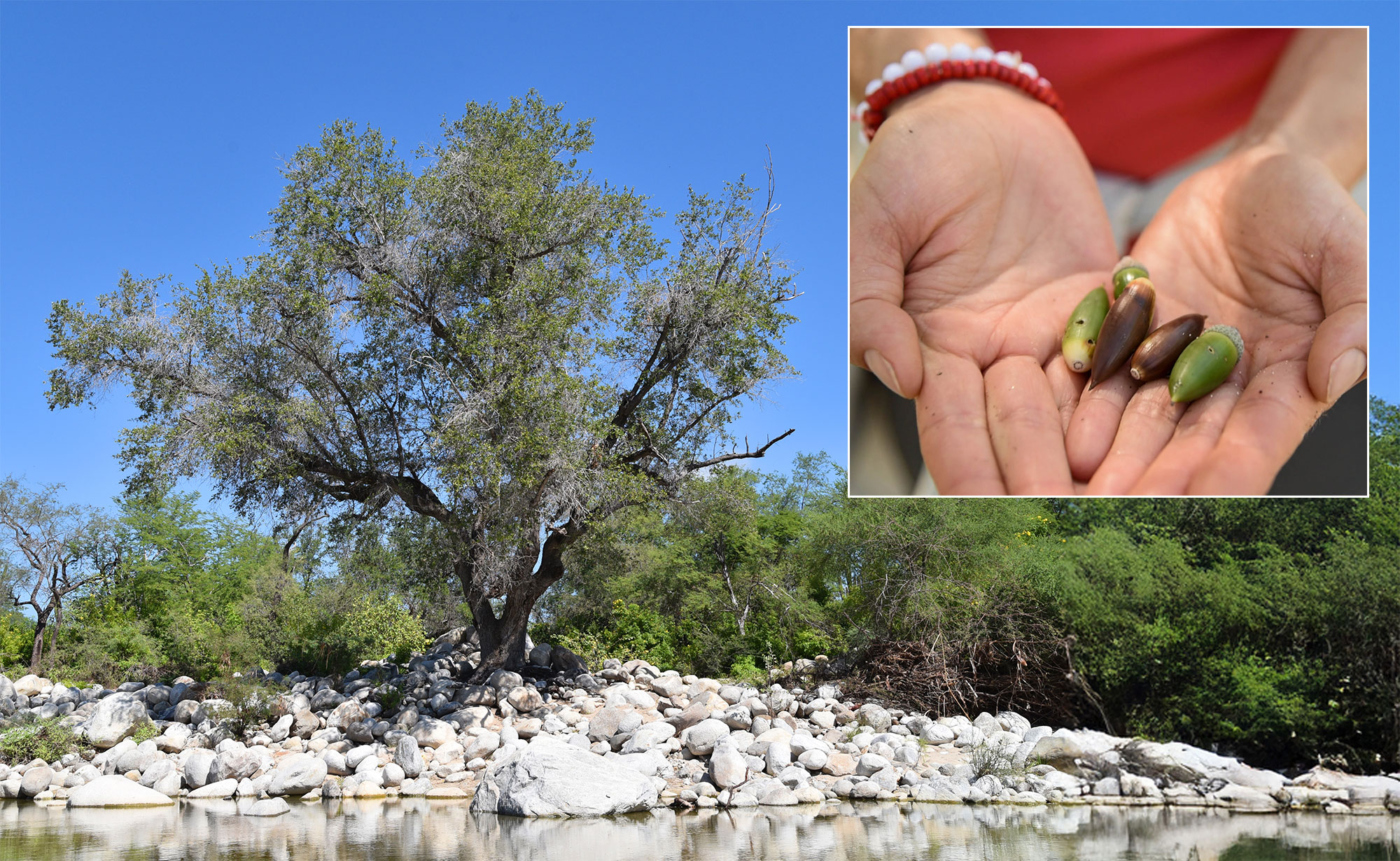 The Morton Arboretum