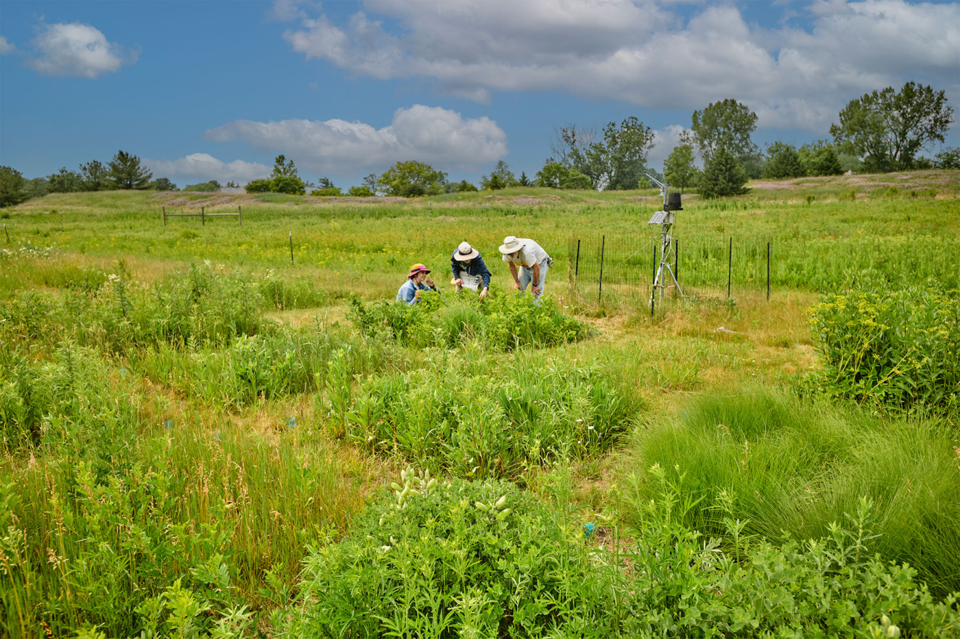 The Morton Arboretum