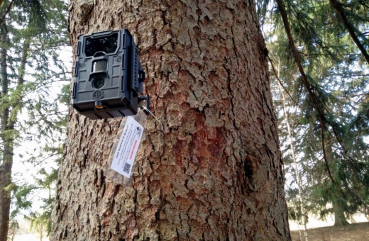 A trail cam on a tree monitors the leafing out of trees throughout the year