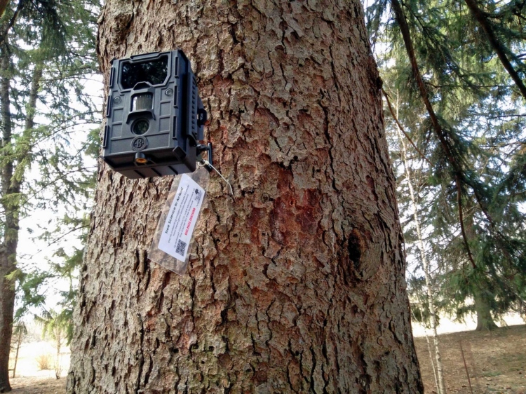 A trail cam on a tree monitors the leafing out of trees throughout the year