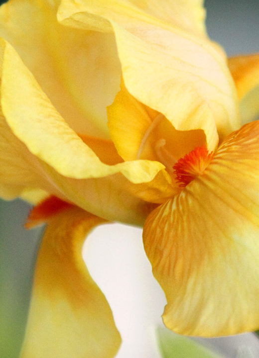 Arbor Day Plant Sale The Morton Arboretum