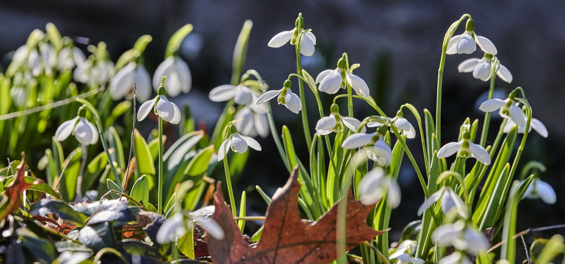 The Morton Arboretum