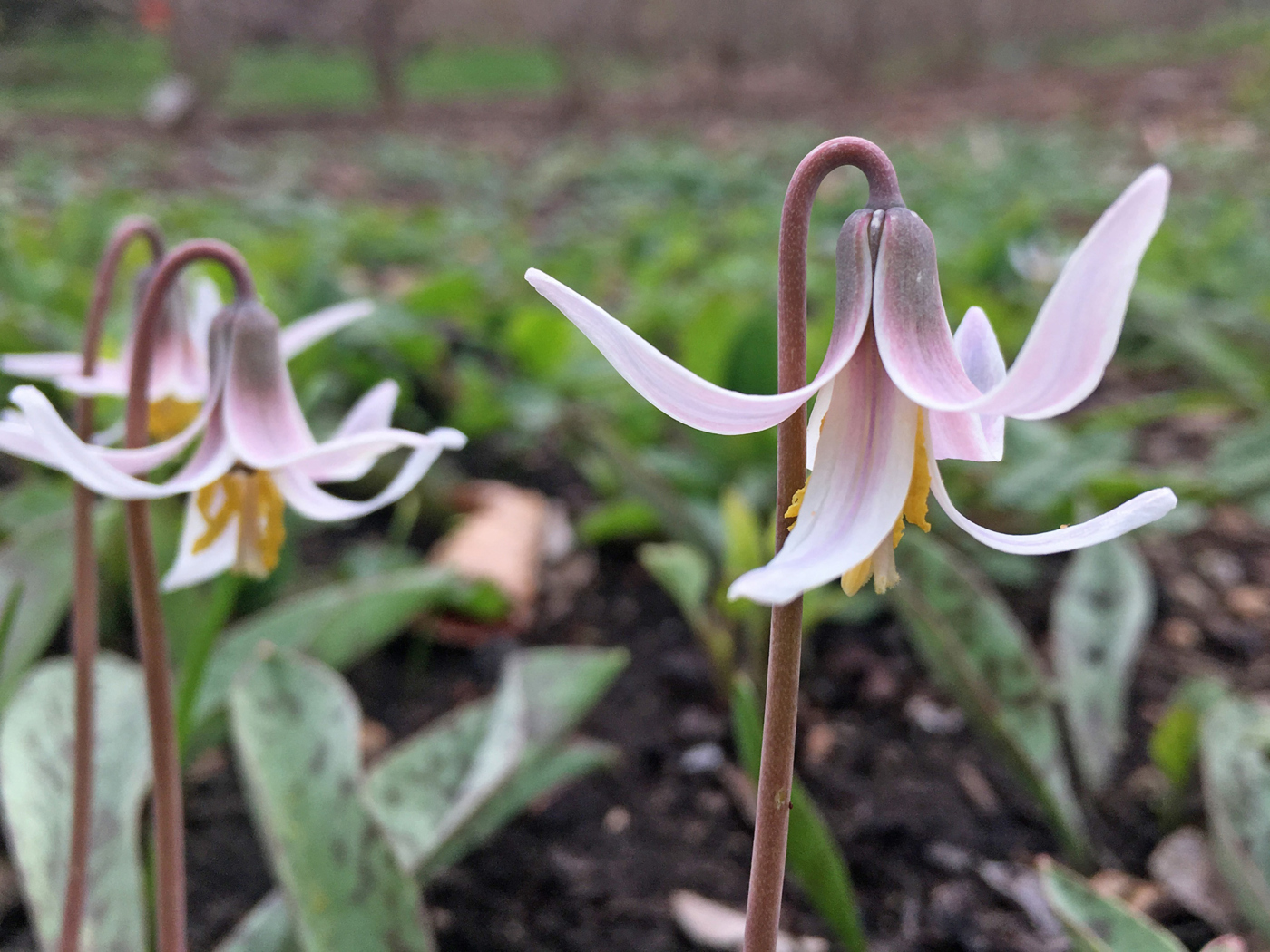 The Morton Arboretum