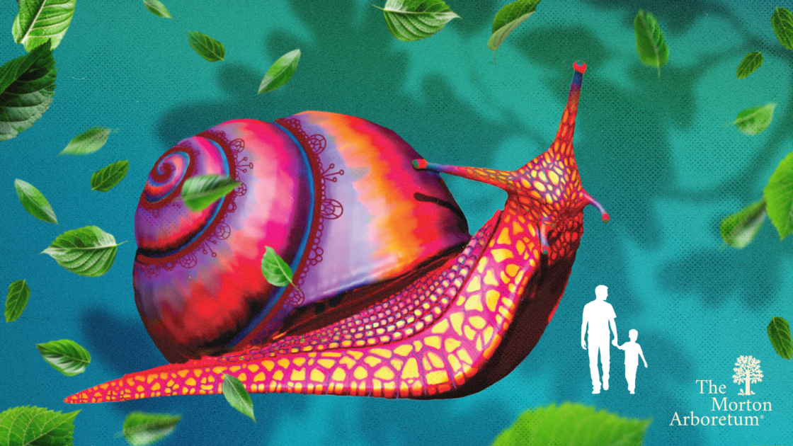 The Morton Arboretum