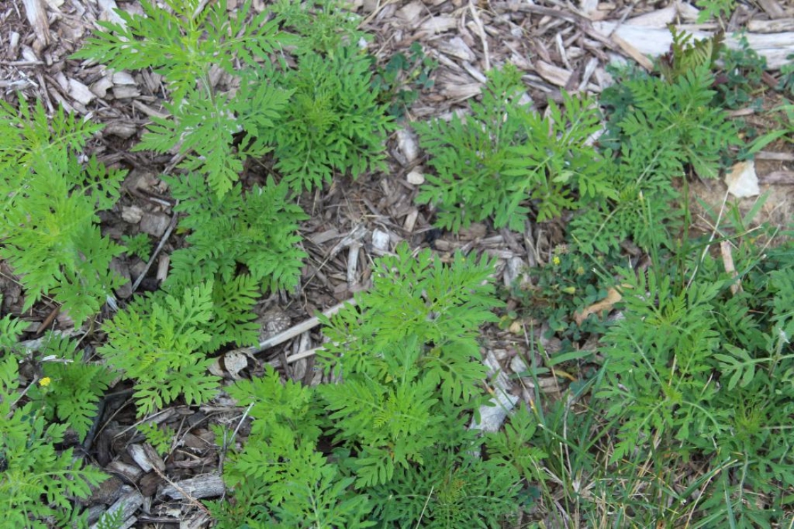 The Morton Arboretum