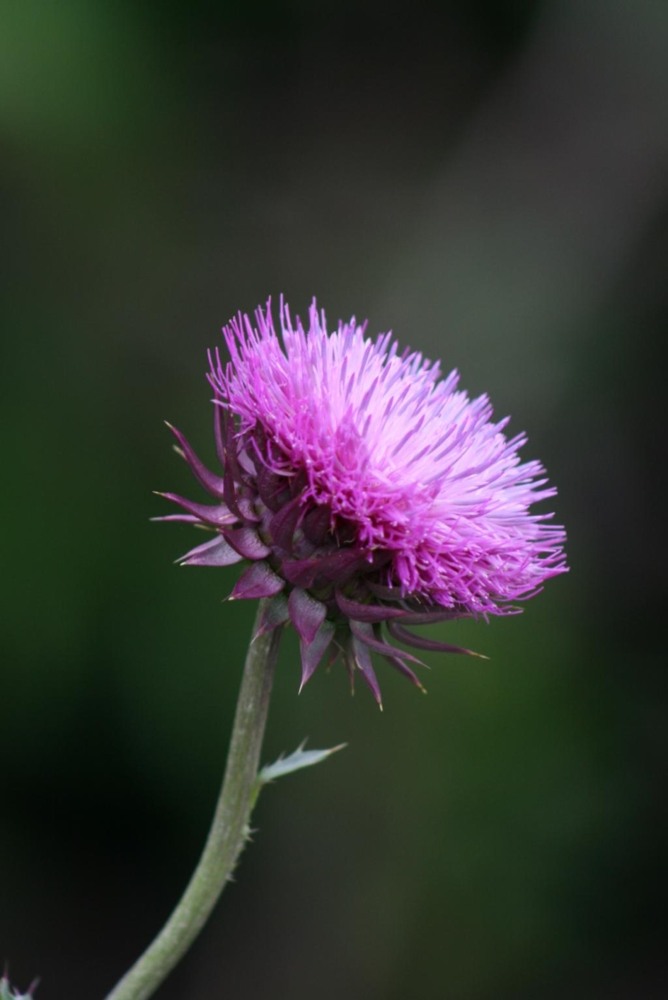 The Morton Arboretum