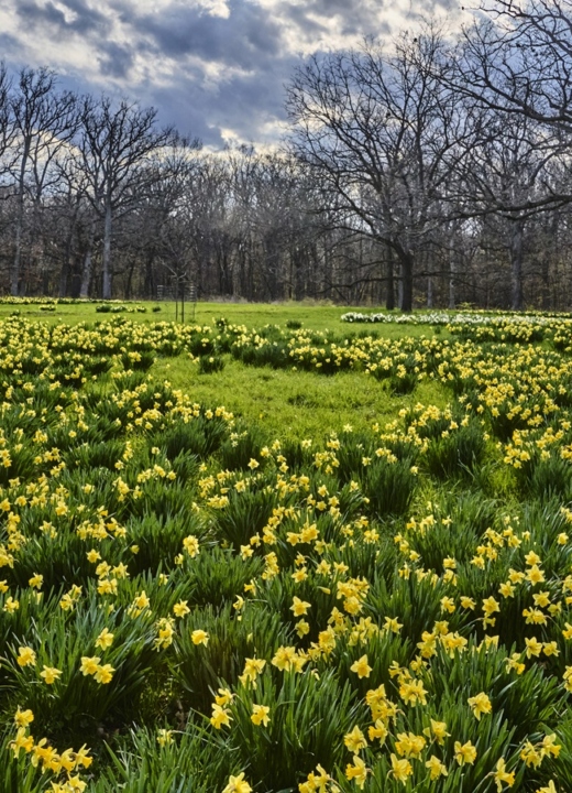 The Morton Arboretum