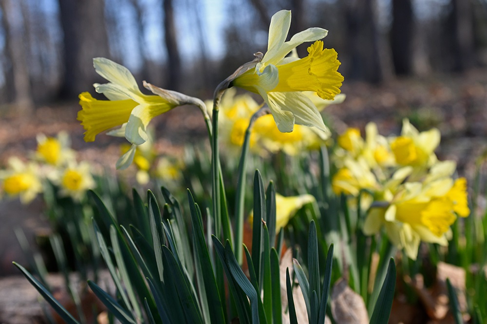 Early-blooming daffodils on The Morton Arboretum's West Side.