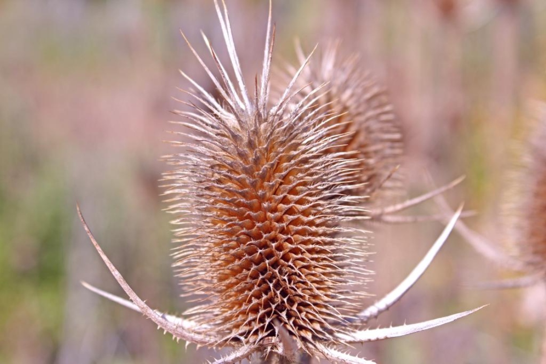 The Morton Arboretum