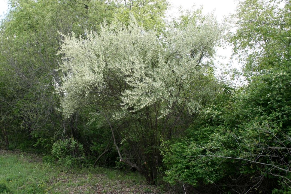 The Morton Arboretum