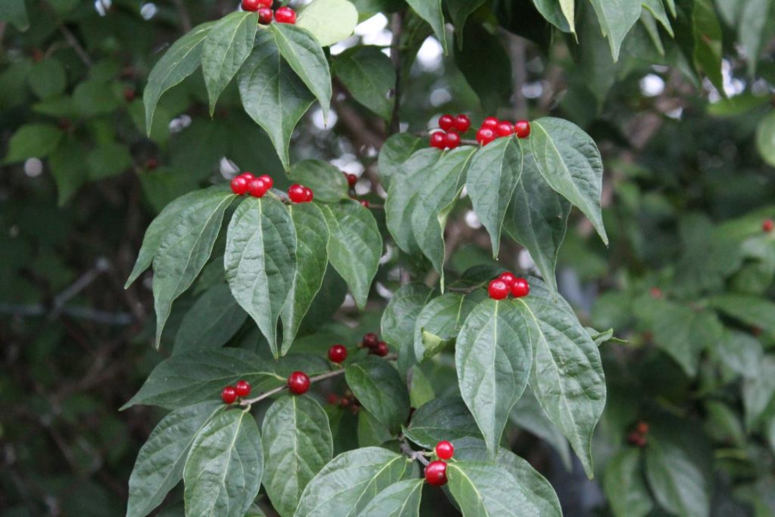 The Morton Arboretum