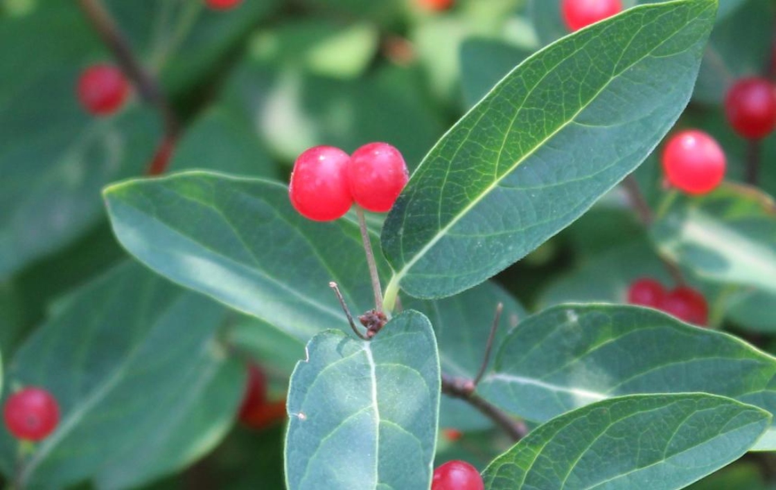 The Morton Arboretum