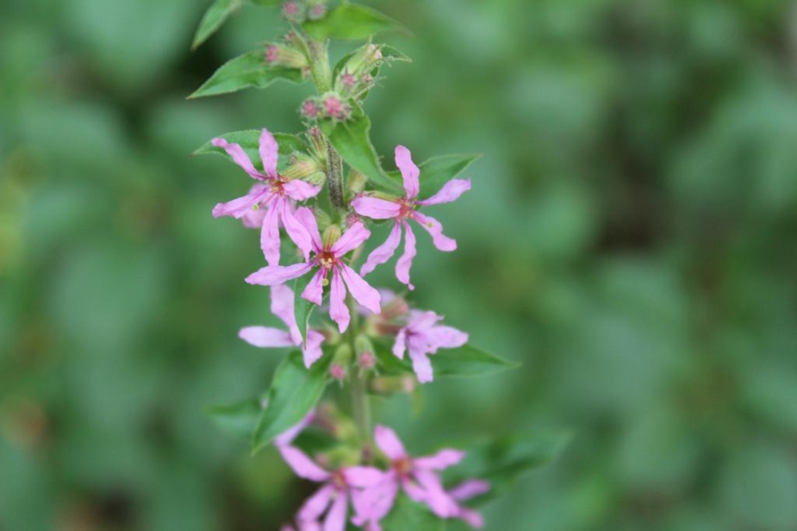 The Morton Arboretum
