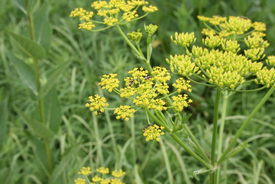 The Morton Arboretum