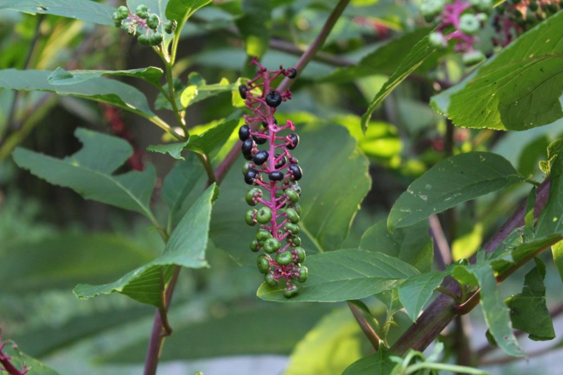 The Morton Arboretum