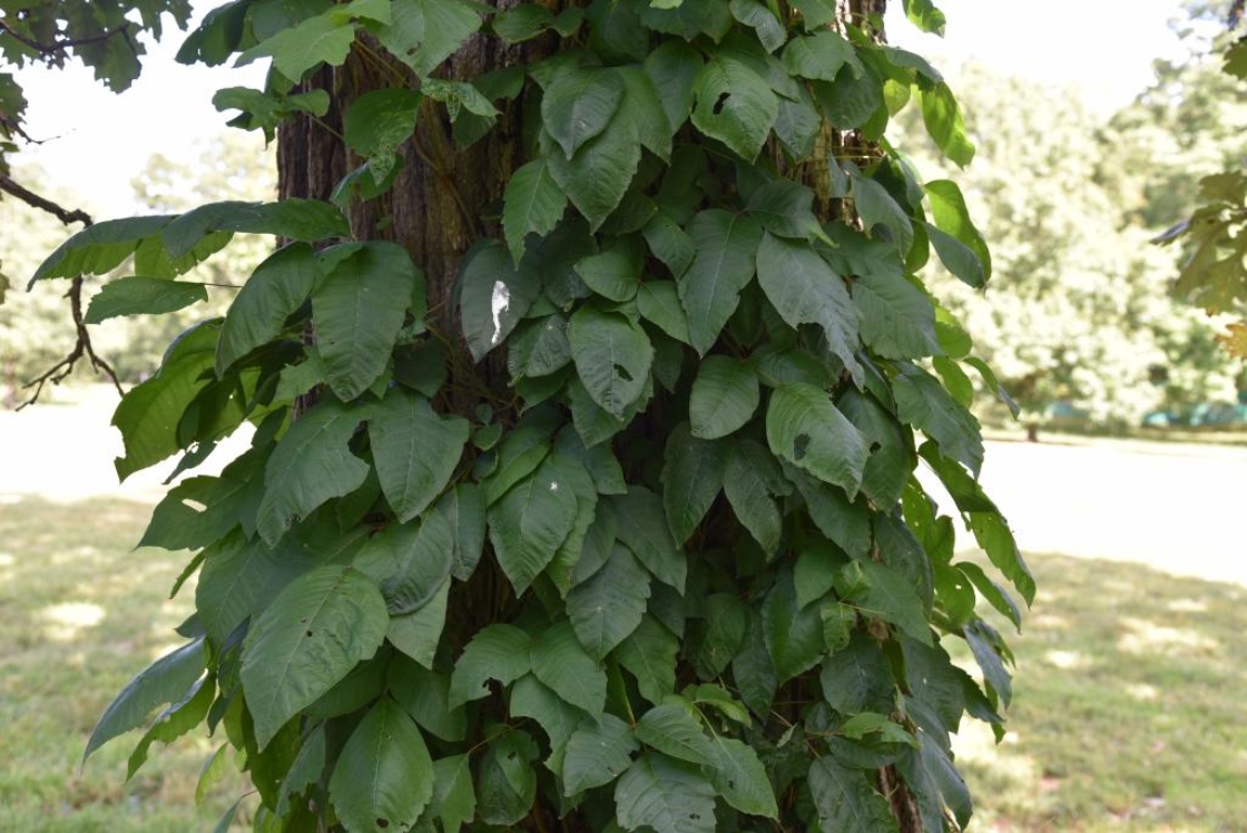 The Morton Arboretum