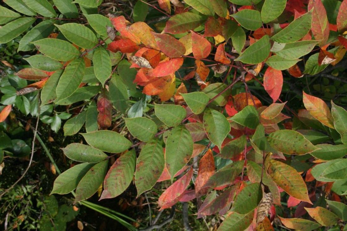 The Morton Arboretum