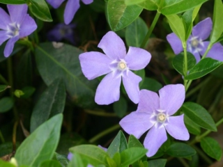 The Morton Arboretum