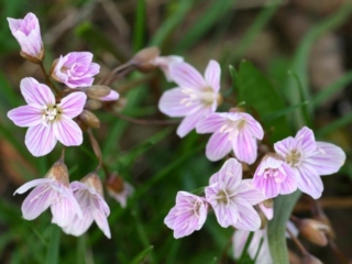 Spring beauty blooming variegated white-and-purple flowers.