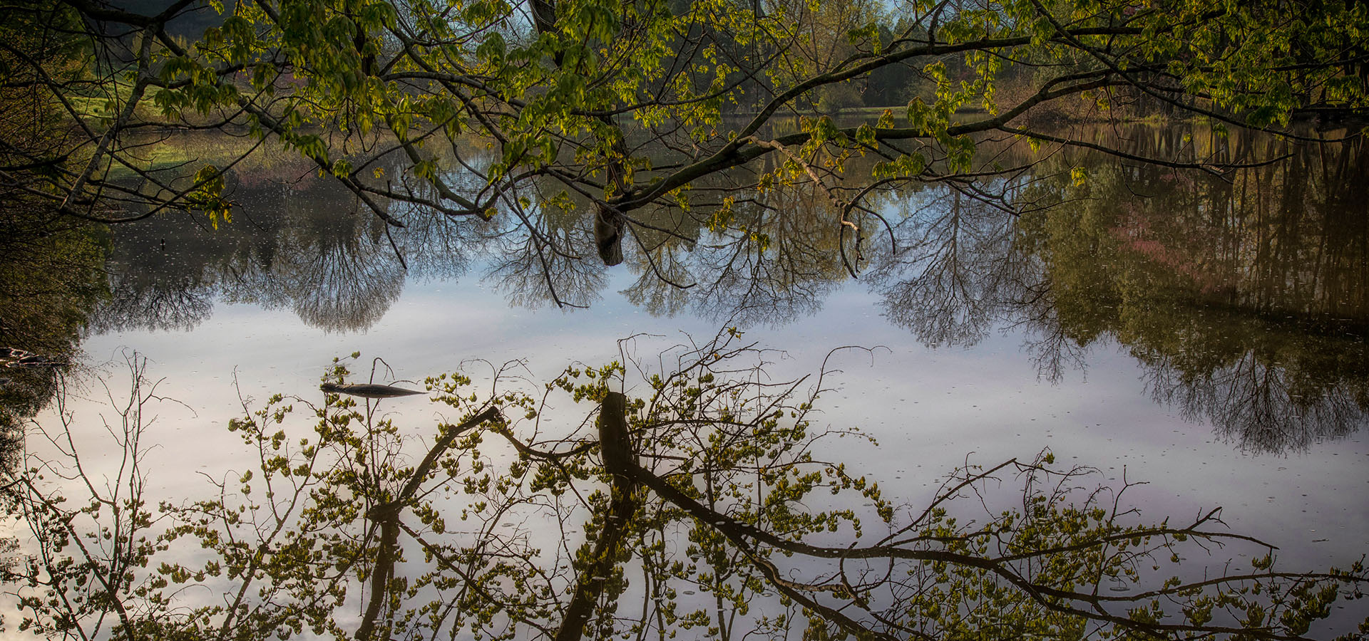 Branches from a tree and their reflection in Lake Marmo.