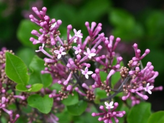 Closeup of a lilac branch blooming with tiny pink flowers.