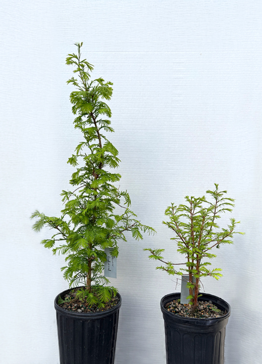 The Morton Arboretum