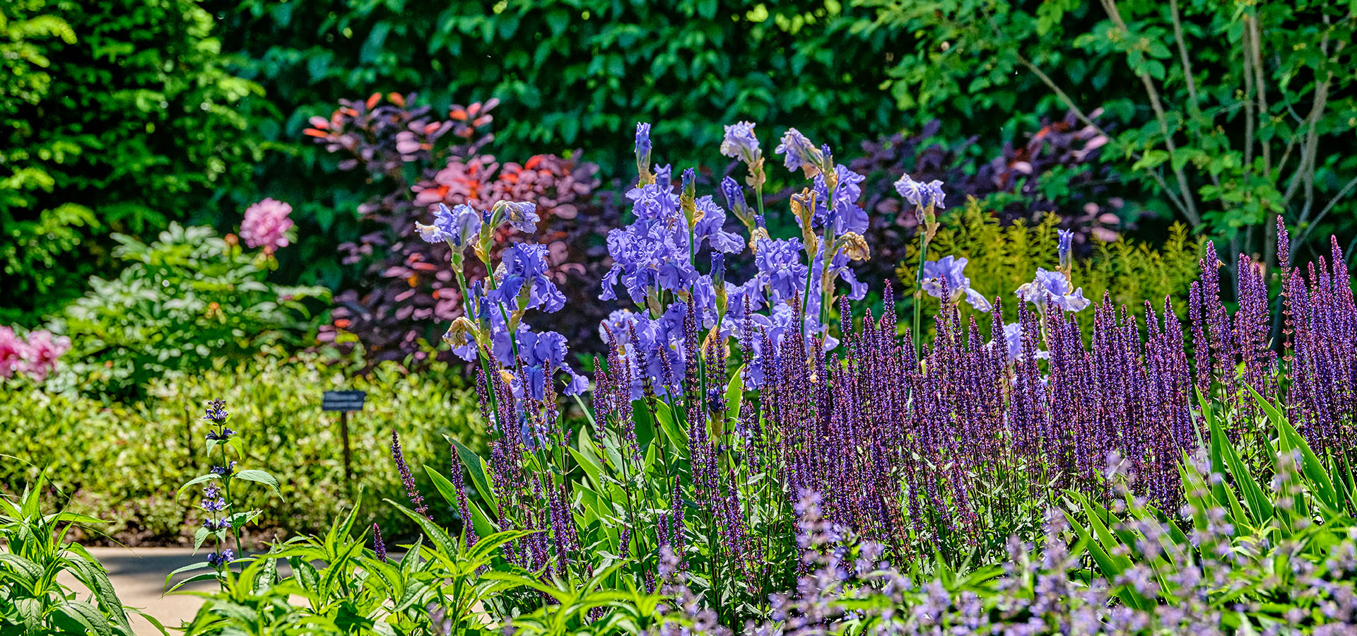 Irises and other pink and purple flowers blooming in the Grand Garden