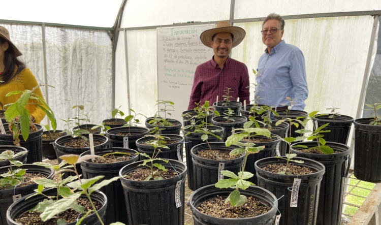 Oak seedlings growing inside a greenhouse
