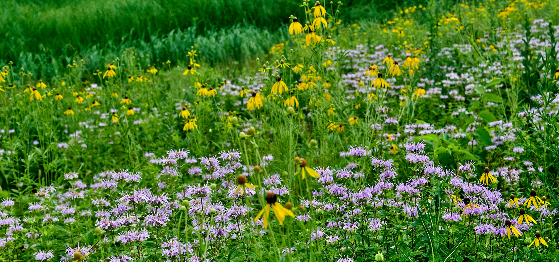 Yellow and lavender wildflowers blooming in a meadow at The Morton Arboretum