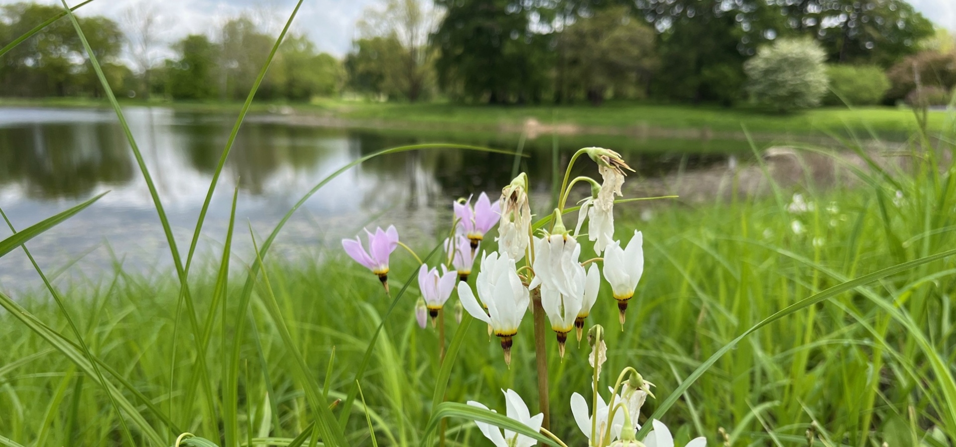 A snowdrop plant alongside Meadow Lake blooms with white flowers that are shaped like badminton birdies.