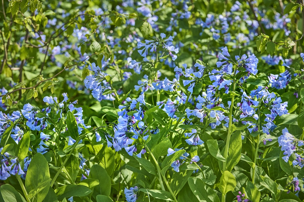 The Morton Arboretum