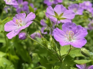 Close-up photo of purple wild geranium flowers in bright sunlight.
