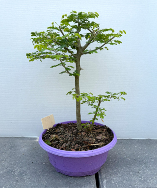 The Morton Arboretum