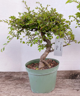 The Morton Arboretum