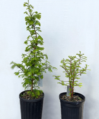 The Morton Arboretum