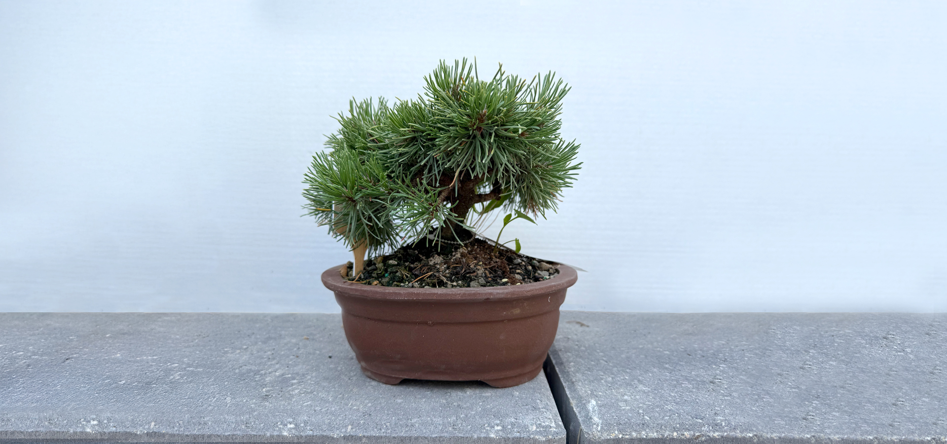 Guest Artist Bonsai Workshop: Dwarf Mugo Pine | The Morton Arboretum