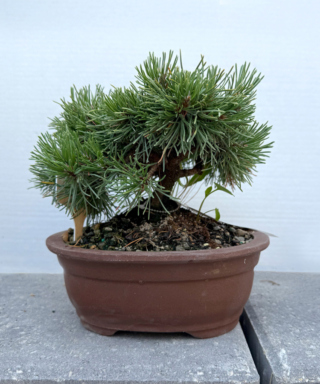 The Morton Arboretum