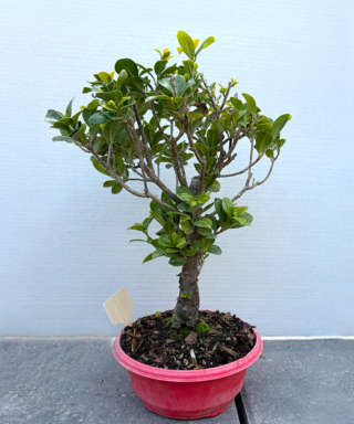 The Morton Arboretum