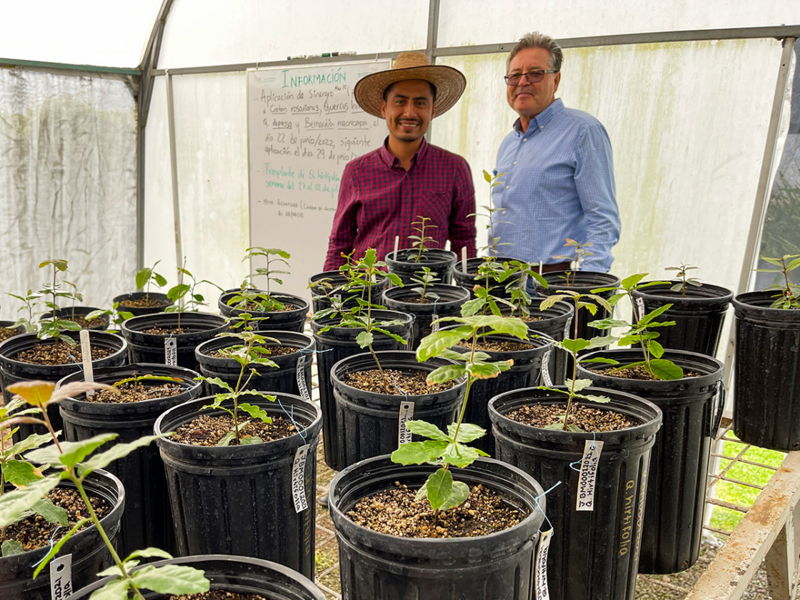 Young tree seedlings in nursery containers growing in a greenhouse.