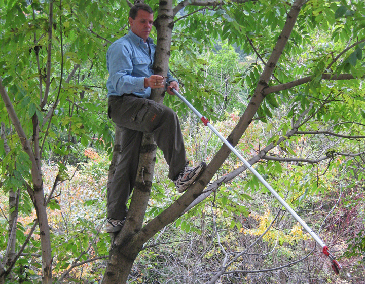 The Morton Arboretum