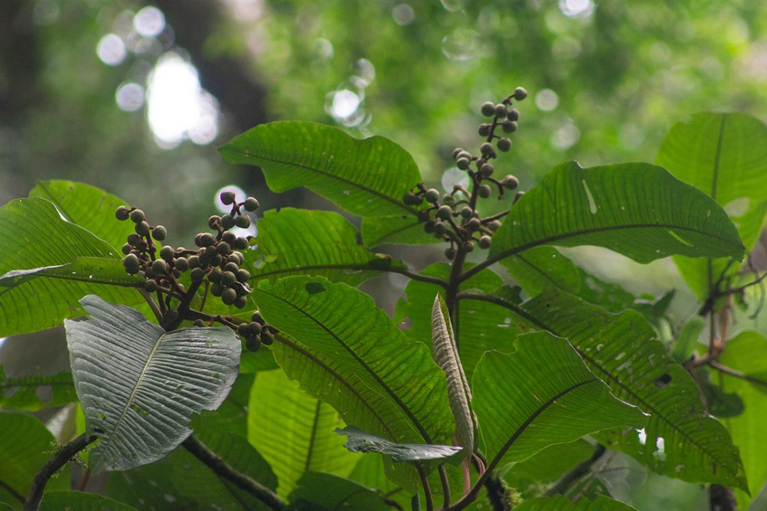 Parathesis cartagoana branches bearing clusters of small dark fruits.