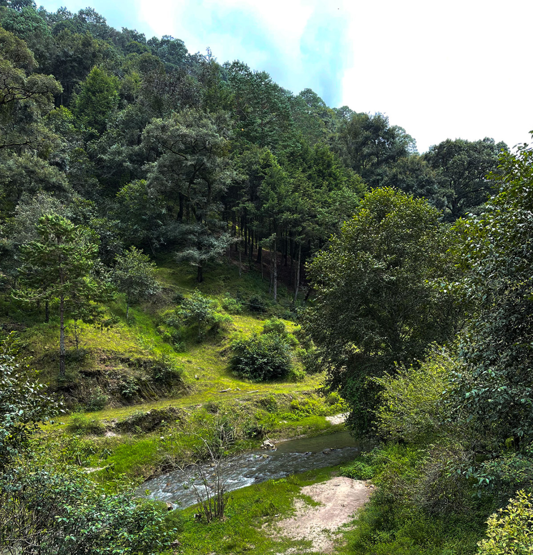 The Morton Arboretum