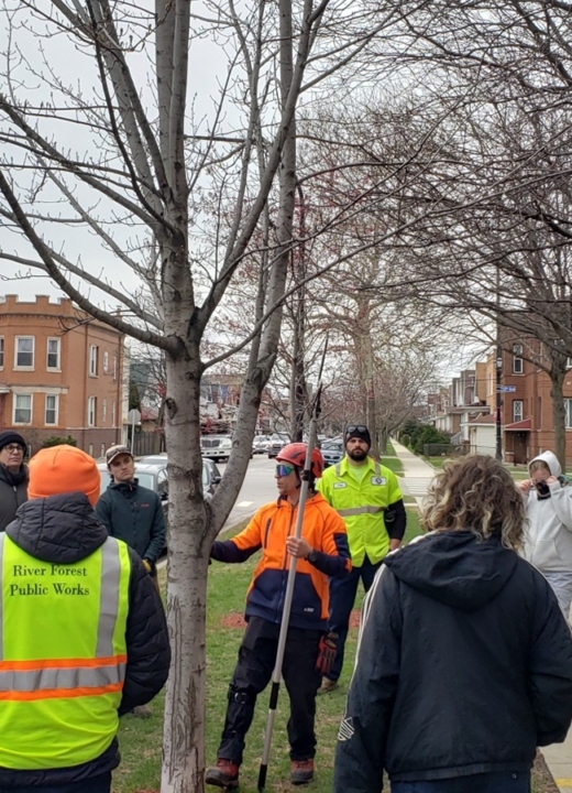 The Morton Arboretum