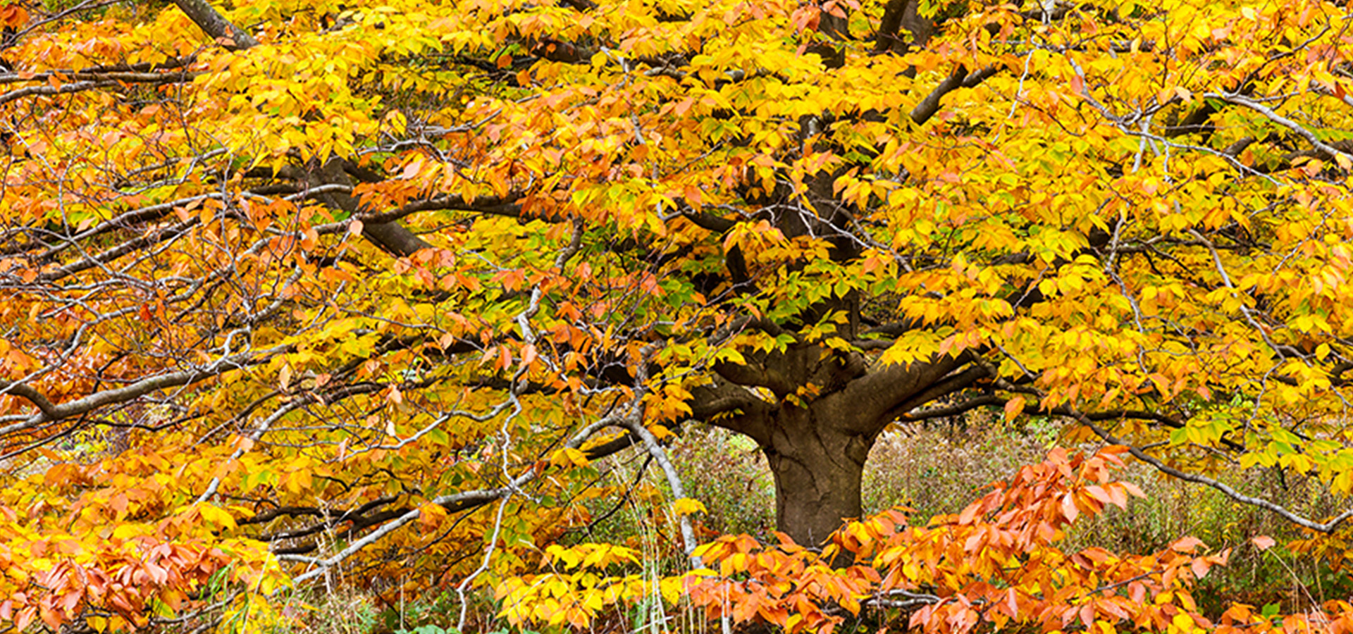 The Morton Arboretum